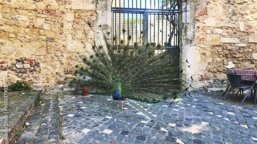 a peacock is spreading feathers and turns to the viewer, daylight, mediterranean environment with a stone wall in the background photo