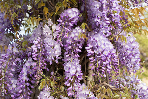 Blooming violet Wisteria Sinensis. Beautiful Prolific tree with scented classic purple flowers in hanging racemes. Blue Chinese wisteria is a species of flowering plant in the pea and Fabaceae family.