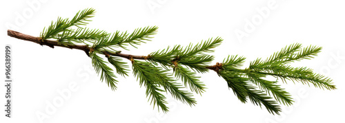 PNG Evergreen pine branch isolated white