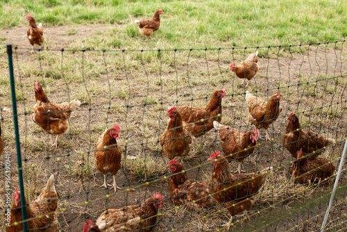 This beautiful image showcases free-range egg-laying chickens in both a field and a commercial chicken coop. photo