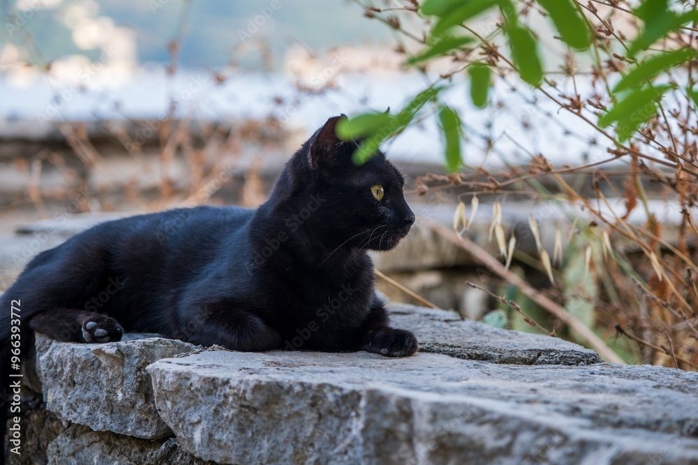 Black cat resting on stone ledge outdoors Black cat resting on stone ledge outdoors