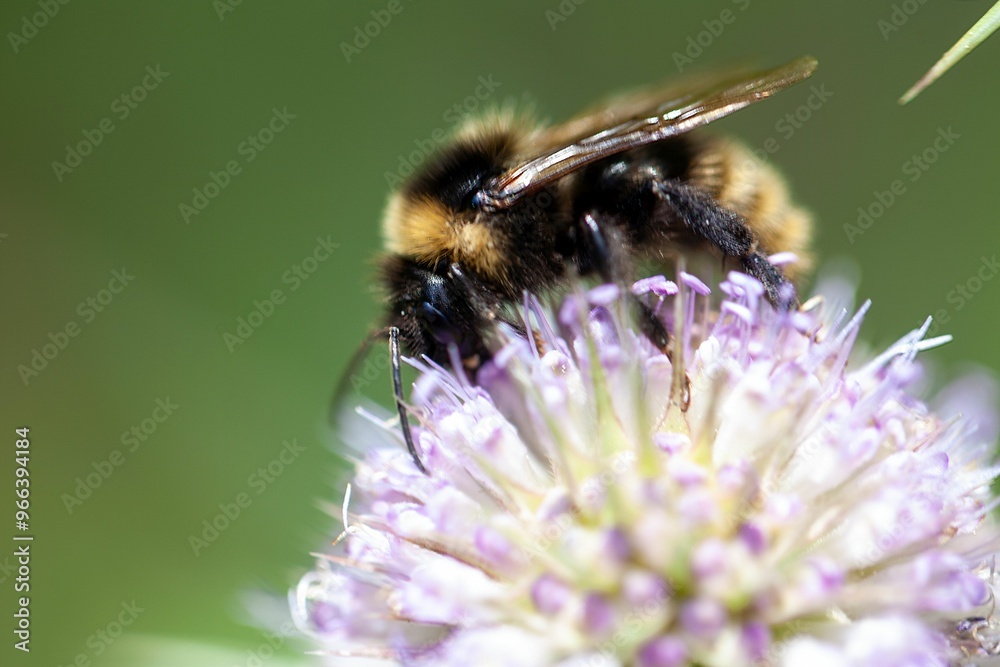 The cuckoo bumblebee Bombus campestris The cuckoo bumblebee Bombus campestris
