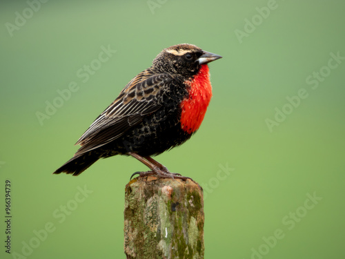 White-browed Meadowlark (Leistes superciliaris) perched on a fence post