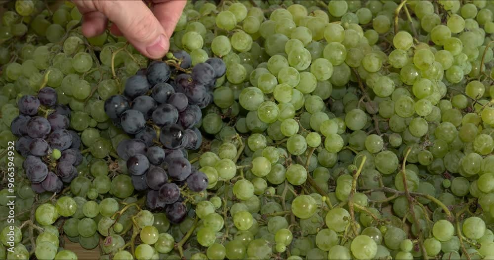 A hand placing homegrown bunches of dark grapes on a table with spread grapes of the Polish variety 'Iza Zaliwska'. A hand placing homegrown bunches of dark grapes on a table with spread grapes of the Polish variety 'Iza Zaliwska'.