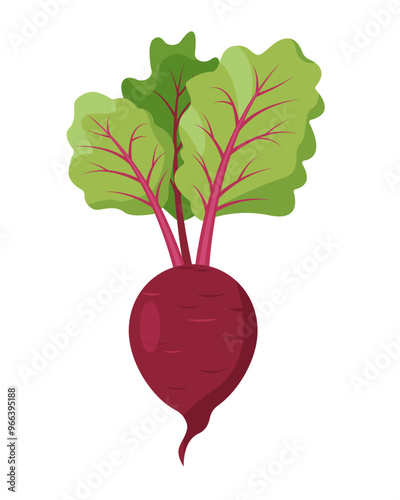 Beet vegetable icon. Whole Beet with tops leaves. Farm beet root plant. Organic garden vegetarian food. Vector illustration isolated on white background.