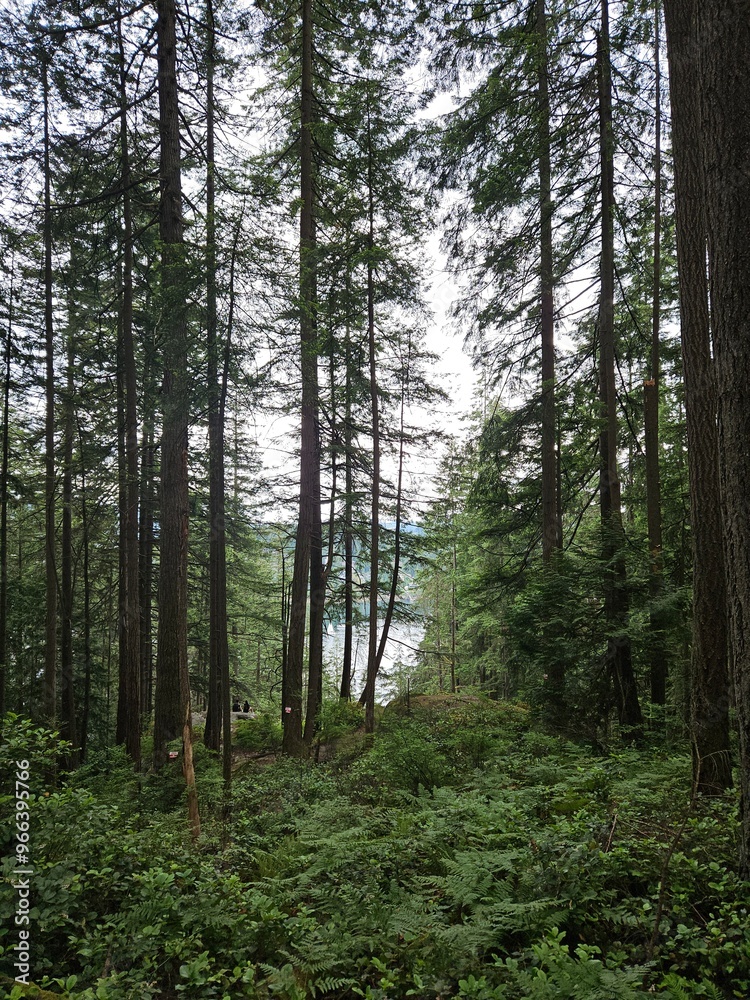 Obraz premium trees in the woods