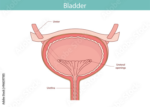 The bladder, an internal human organ. Anatomy of a human organ drawn by hand.
