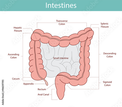 anatomical illustration of the rectum, appendix, small intestine in cartoon style.