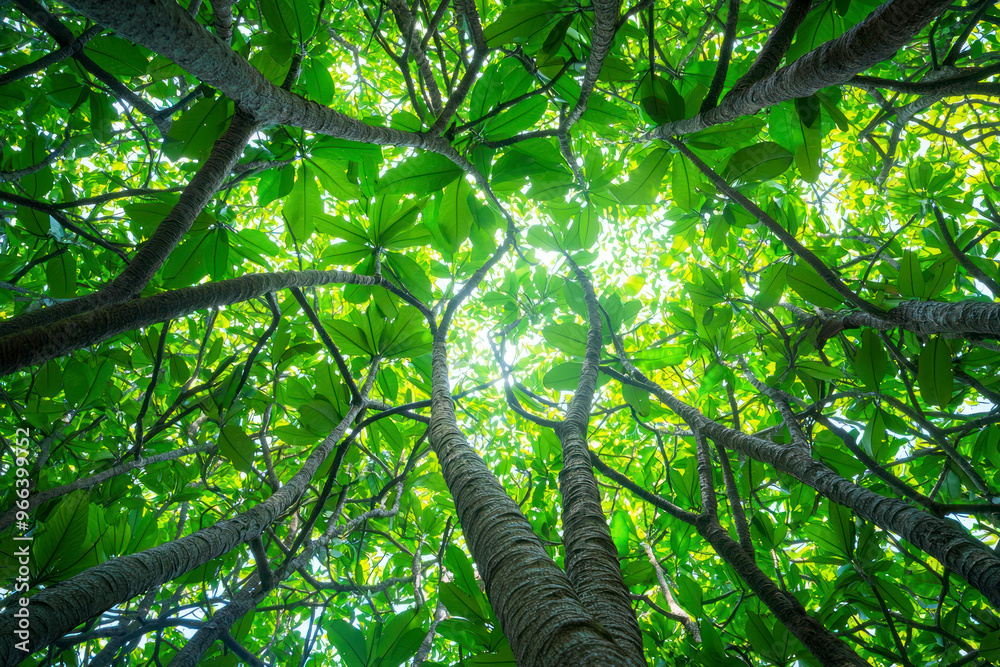 Fototapeta premium Bottom-up view green mangrove forest canopy. Natural carbon sink fight climate change.
