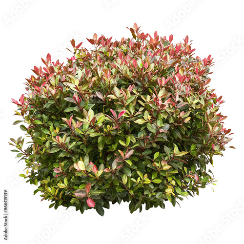 A vibrant, round shrub with green leaves and hints of pink, set against a Transperant background., showcasing its lush foliage.