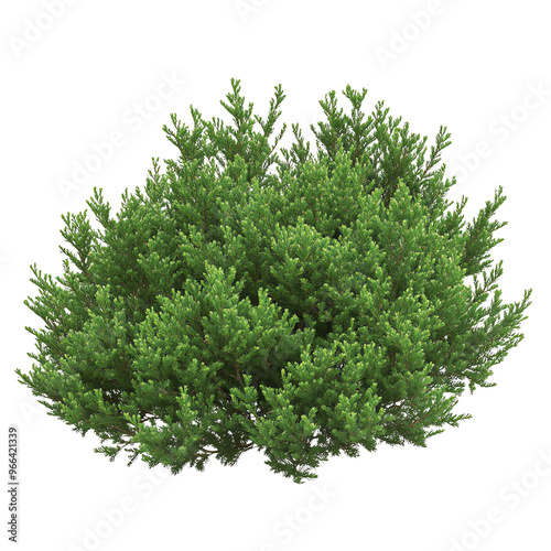 A dense, vibrant green bush with fine leaves, showcasing a lush appearance against a Transperant background..