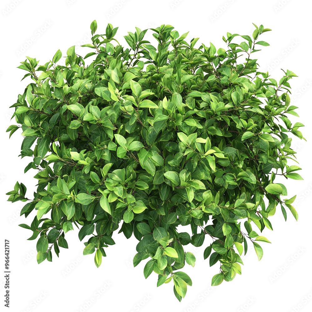 Obraz premium A lush green shrub with vibrant leaves on a Transperant background., creating a striking visual contrast.