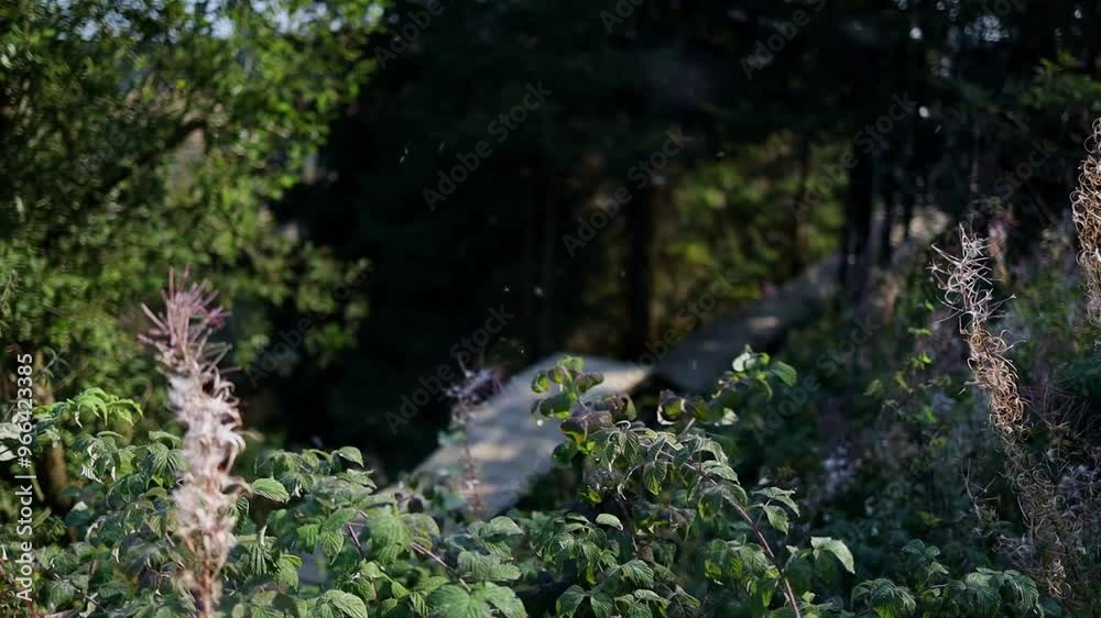 north shore mountain biking hd 60fps video north shore mountain biking hd 60fps video