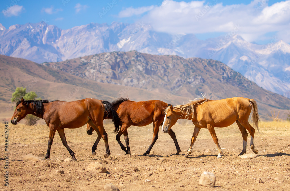A herd of horses graze in the meadow in summer, eat grass, walk and frolic. Pregnant horses and foals, livestock breeding concept. A herd of horses graze in the meadow in summer, eat grass, walk and frolic. Pregnant horses and foals, livestock breeding concept.