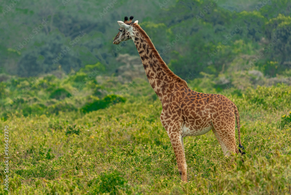 Obraz premium Giraffes in Tanzania