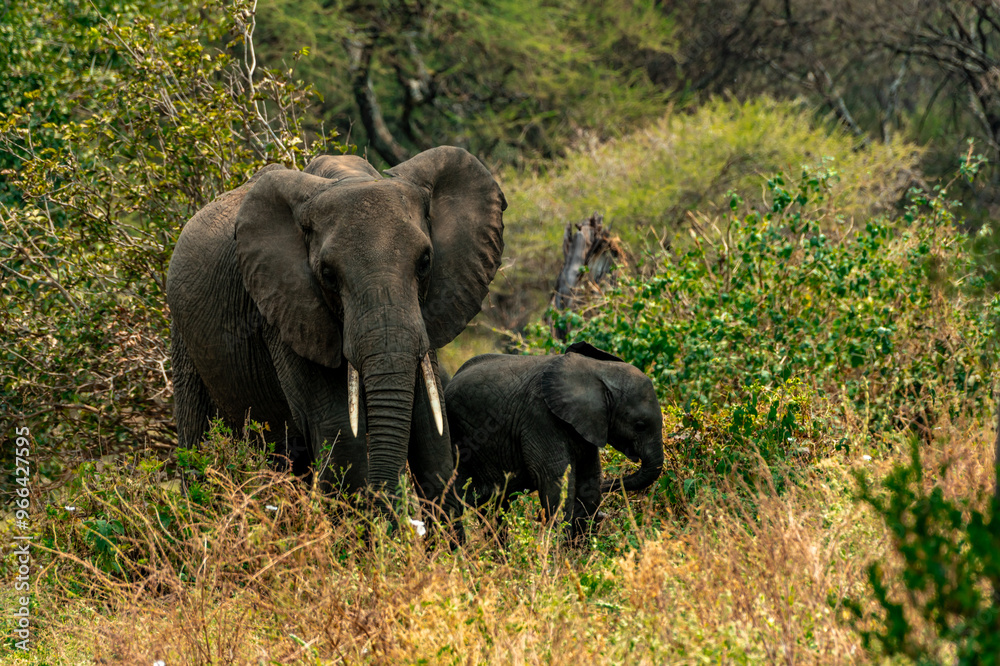 Fototapeta premium Elephants at Tarangire National Park