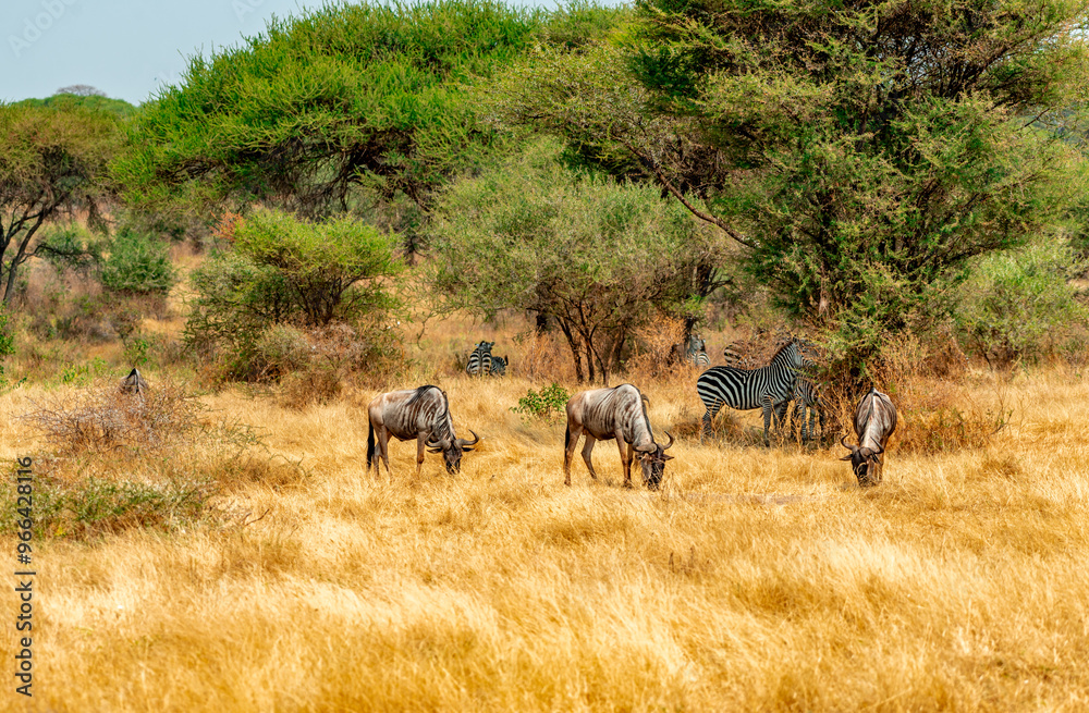 Naklejka premium Wildebeest, Tanzania