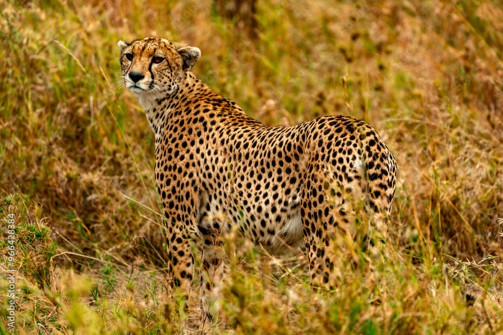 Cheetah at Serengeti National Park, Tanzania Cheetah at Serengeti National Park, Tanzania