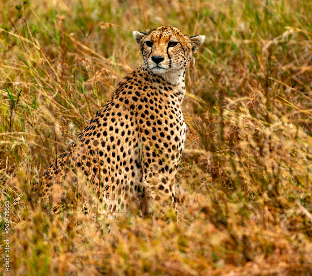 Cheetah at Serengeti National Park, Tanzania Cheetah at Serengeti National Park, Tanzania