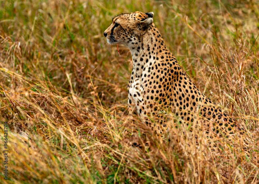 Obraz premium Cheetah at Serengeti National Park, Tanzania