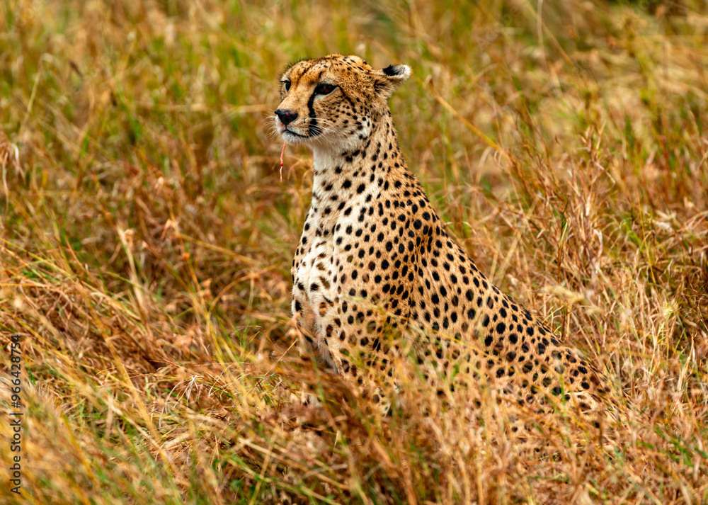 Cheetah at Serengeti National Park, Tanzania Cheetah at Serengeti National Park, Tanzania