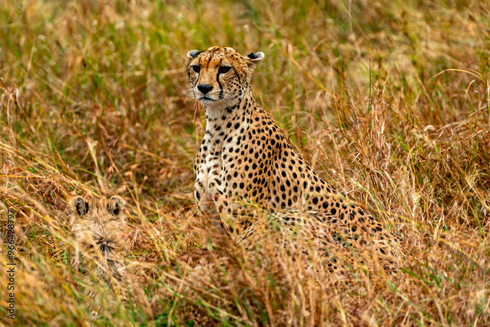 Cheetah, Serengeti National Park, Tanzania Cheetah, Serengeti National Park, Tanzania