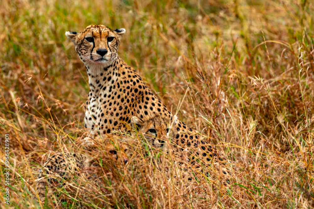 Fototapeta premium Cheetah, Serengeti National Park, Tanzania
