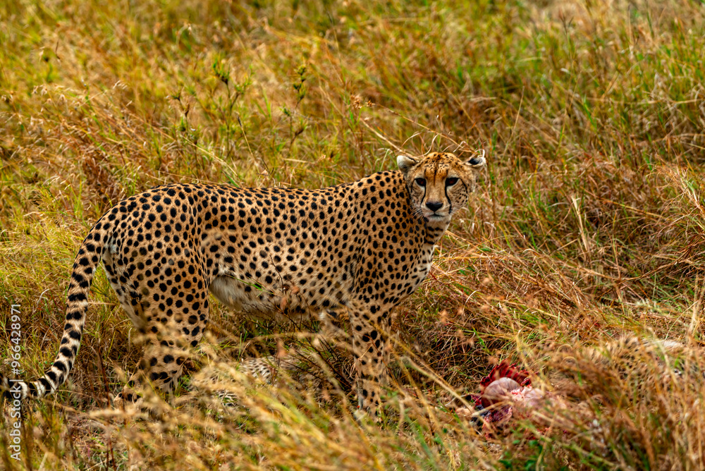 Obraz premium Cheetah, Serengeti National Park, Tanzania