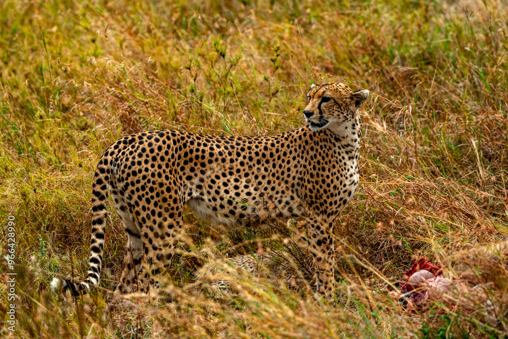 Obraz premium Cheetah, Serengeti National Park, Tanzania