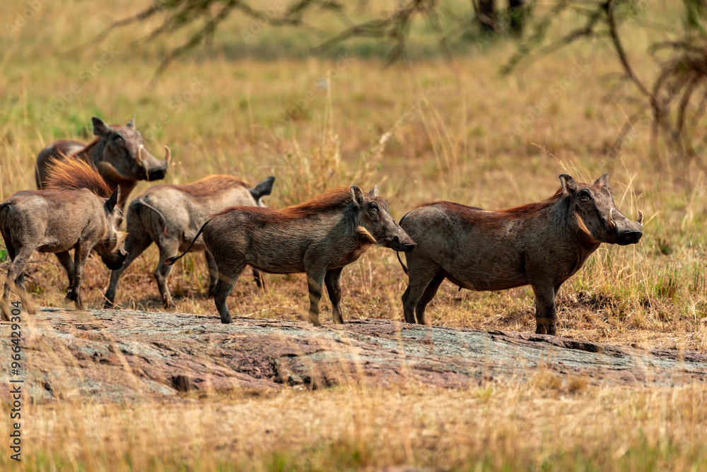 Fototapeta premium Warthogs, Tanzania