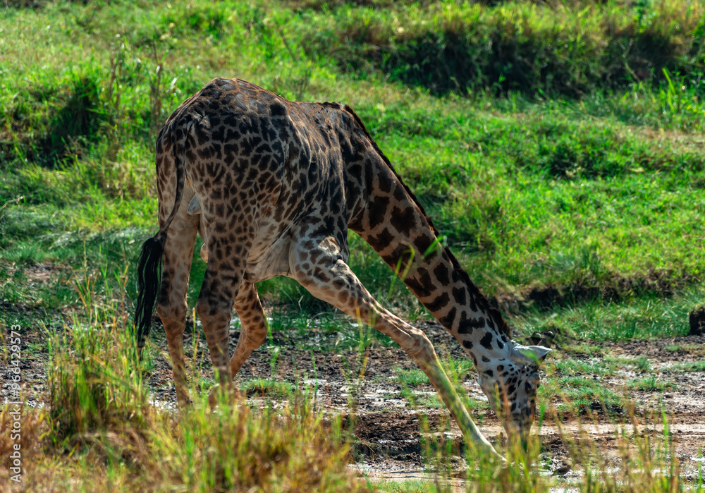 Obraz premium Giraffe, Tanzania