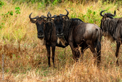 Wildebeest, Tanzania