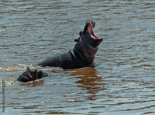 Hippos yawning at Serengeti National Park, Tanzania