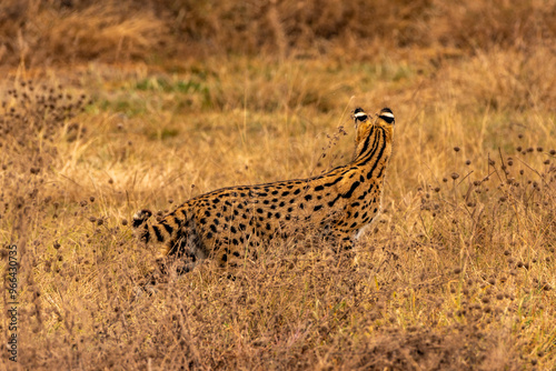 Serval in Ngorongoro Crater, Tanzania photo