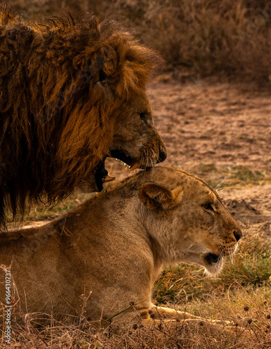 Lions at Ngorongoro Conservation Area, Tanzania