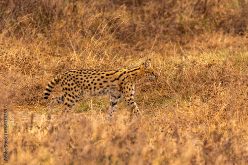 Serval in Ngorongoro Crater, Tanzania photo