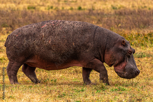 Hippopotamus at Ngorongoro Conservation Area, Tanzania photo