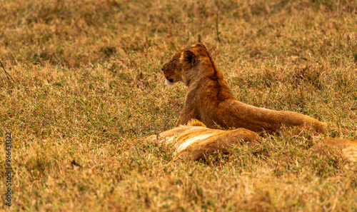 Lions at Ngorongoro Conservation Area, Tanzania photo