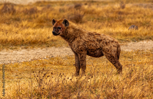 Hyenas, Nogorongoro Conservation Area, Tanzania photo