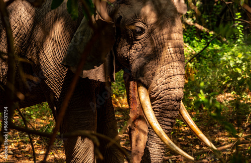 Elephants at Lake Manyara NP, Tanzania