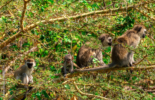 Vervet monkeys at Lake Manyara NP, Tanzania