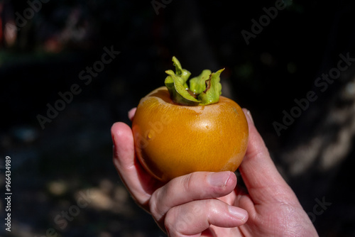 Close up of a human hand holding a Japanese persimmon fruit.