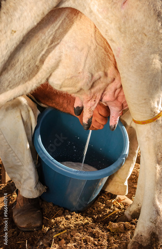 Cow's milk being manually extracted in a rudimentary way in the countryside of northeastern Brazil, close-up.