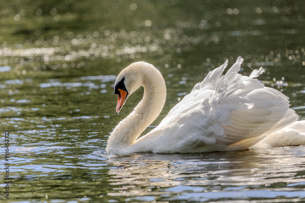 Fototapeta premium A white mute swan with an orange beak are swimming on the water surface of a river