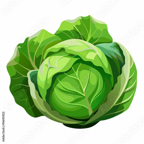 cabbage isolated on white background