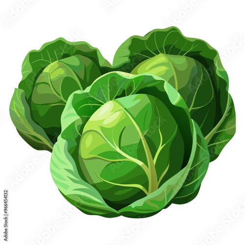 cabbage isolated on white background