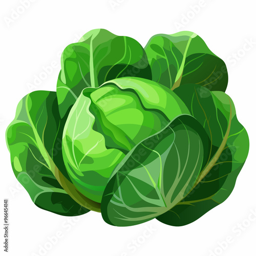 cabbage isolated on white background
