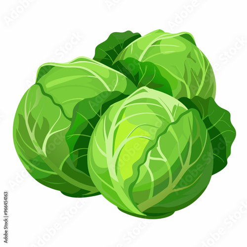 cabbage isolated on white background