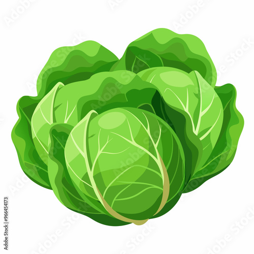 cabbage isolated on white background