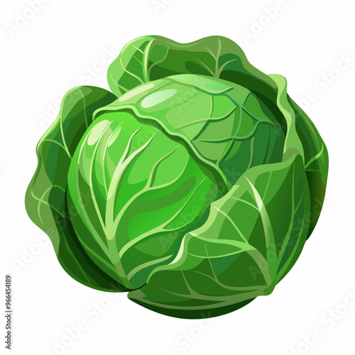 cabbage isolated on white background